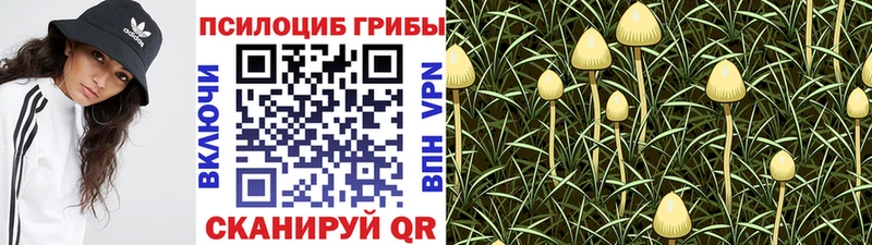 хочу наркоту Темников Псилоцибиновые грибы GOLDEN TEACHER